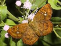 Pseudocoladenia dan photographed in December of 2008 using a Canon 5D camera and Canon 100mm f2.8 USM macro lens  (1/180th second, f27, ISO 200)
