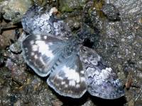 photographed in central Mexico in August of 2004 using a Canon D60 camera and Canon 100mm f2.8 USM macro lens  (1/180th second, f19, ISO 100)