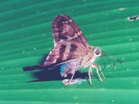 skipper photographed in Costa Rica during January of 2002 using a Pentax Z-1 camera and Pentax 100mm f2.8 macro lens
