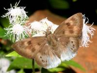 Tagiades gana photographed in December of 2008 using a Canon 5D camera and Canon 100mm f2.8 USM macro lens (1/180th second, f22, ISO 200)