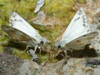 Heliopetes ericetorum photographed in Tahquitz Canyon in June of 2006 using a Canon 1Ds camera and Canon 100mm f2.8 USM macro lens  (1/180th second, f32, ISO 100)