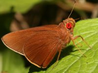 Matapa aria photographed in Taksin Maharat national park in November of 2007 using a Canon 5D camera and Canon 100mm f2.8 USM macro lens (1/180th second, f22, ISO 200)