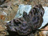 Cycloglypha thrasibulus photographed using a Canon D60 camera and Canon 100mm f2.8 USM macro lens  (1/180th second, f19, ISO 100)