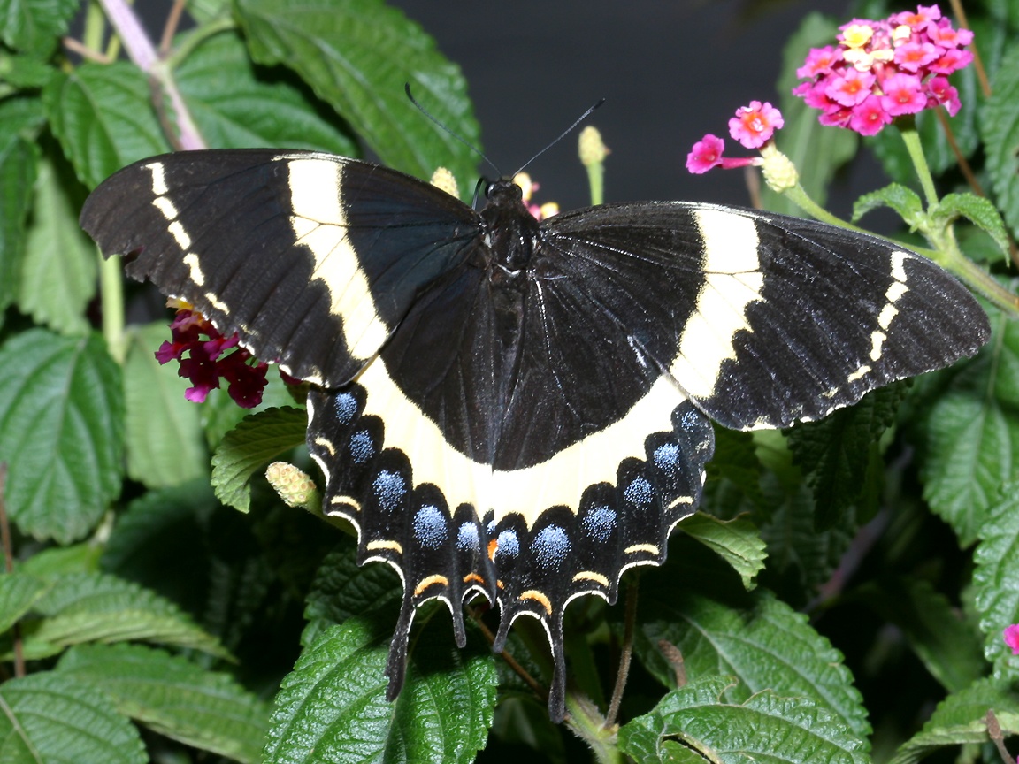 Swallow Tail Butterfly 101