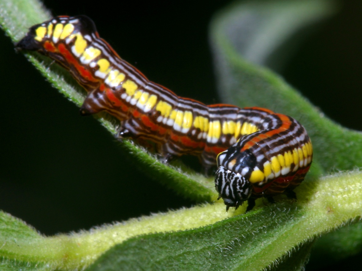 the caterpillar of the brown hooded owlet moth