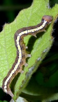 caterpillar photographed on Vanua Levu in January of 2003 using a Canon D60 camera and Canon 100mm f2.8 USM macro lens