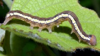 caterpillar photographed on Vanua Levu in January of 2003 using a Canon D60 camera and Canon 100mm f2.8 USM macro lens