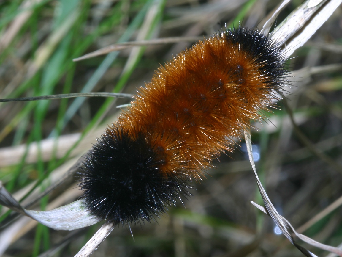 WoolyBear.jpg