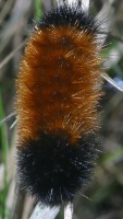 Pyrrharctia isabella (previously called Isia isabella) and also known as woolly bear photographed at Moraine Hills State Park, Illinois in September of 2003 using a Canon D60 camera and Canon 100mm f2.8 USM macro lens  (1/200th second, f19, ISO 100)