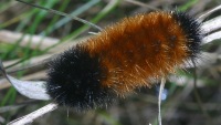 Pyrrharctia isabella (previously called Isia isabella) and also known as woolly bear photographed at Moraine Hills State Park, Illinois in September of 2003 using a Canon D60 camera and Canon 100mm f2.8 USM macro lens  (1/200th second, f19, ISO 100)