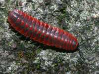 photographed in August of 2004 just outside the Grutas de Cacahuamilpa using a Canon D60 camera and Canon 100mm f2.8 USM macro lens  (1/180th second, f27, ISO 100)