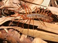 photographed in November of 2007 using a Canon 5D camera and Canon 100mm f2.8 USM macro lens  (1/180th second, f27, ISO 200)