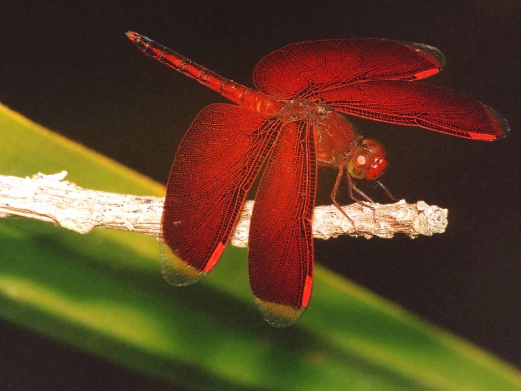 http://www.richard-seaman.com/Wallpaper/Nature/Dragonflies/SolomonIslandDragonfly.jpg