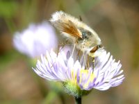 photographed at Prescott, Arizona, in October of 2004 using a Canon D60 camera and Canon 100mm USM macro lens  (1/180th second, f19, ISO 100)