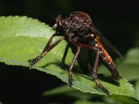 photographed in the Lower Huron Metro Park, Detroit, in August of 2005 using a Canon 1Ds camera and Canon 100mm f2.8 USM macro lens  (1/180th second, f22, ISO 100)