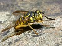 Spilomyia sp photographed at Devil's Lake, Wisconsin, in October of 2003 using a Canon D60 camera and Canon 100mm f2.8 USM macro lens  (1/180th second, f22, ISO 100)