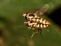 photographed in November of 2007 using a Canon 5D camera and Canon 100mm f2.8 USM macro lens  (1/180th second, f22, ISO 200)