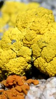 Acarospora chlorophana lichen photographed on San Jacinto mountain, Southern California, using a Canon D60 digital camera and Canon 100mm f2.8 USM macro lens