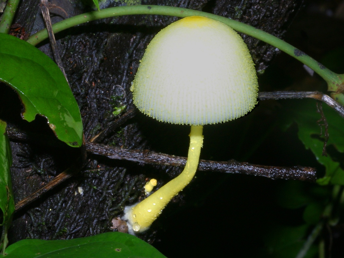 unidentified rainforest fungus