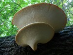 Polyporus squamosus photographed at Chain O' Lakes State Park, Illinois, using a Canon D60 digital camera and Canon 28-105mm lens