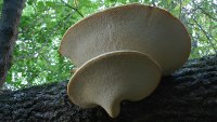 Polyporus squamosus photographed at Chain O' Lakes State Park, Illinois, using a Canon D60 digital camera and Canon 28-105mm lens