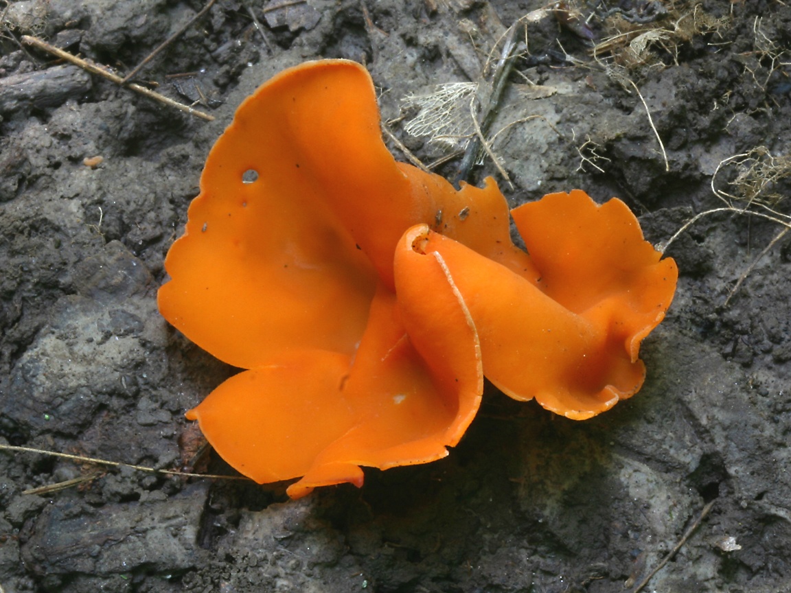 Orange Peel Fungus