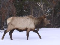Cervus canadensis photographed in Rocky Mountain National Park in December of 2010 using a Canon 50D camera and Canon 100-400mm image stabilized lens set to 120mm  (1/180th second, f9.5, ISO 320)