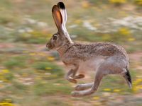 Lepus californicus photographed at Midland, Texas, in August of 2006 using a Canon 20D camera and Canon 100-400mm image stabilized lens set to 400mm   (1/350th second, f8, ISO 200)