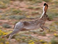 Lepus californicus photographed at Midland, Texas in October of 2006 using a Canon 20D camera and Canon 100-400mm image stabilized lens set to 400mm  (1/350th second, f8, ISO 200)