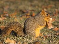 Sciurus niger photographed in Denver during December of 2010 using a Canon 50D camera and Canon 100-400mm image stabilization lens set to 400mm (1/500th second, f5.6, ISO 200)