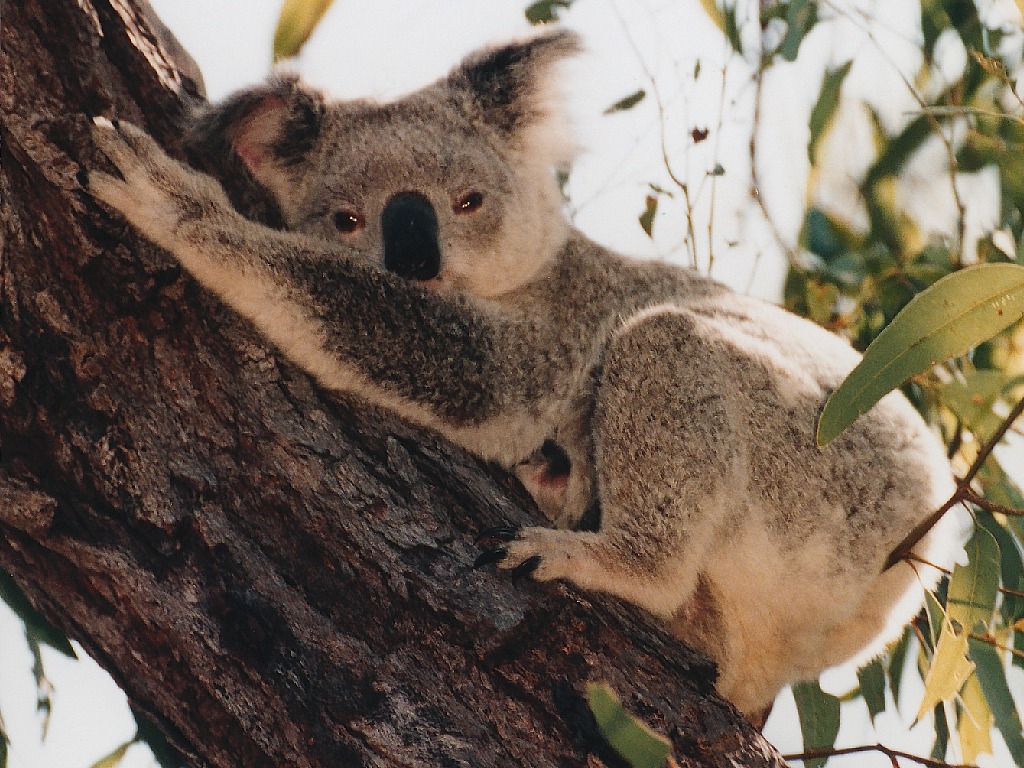 Koala