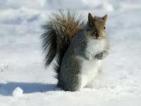 gray squirrel photographed in Evanston, Illinois, Dec 7 2002, using a Canon 1Ds camera and Canon 100-400mm lens