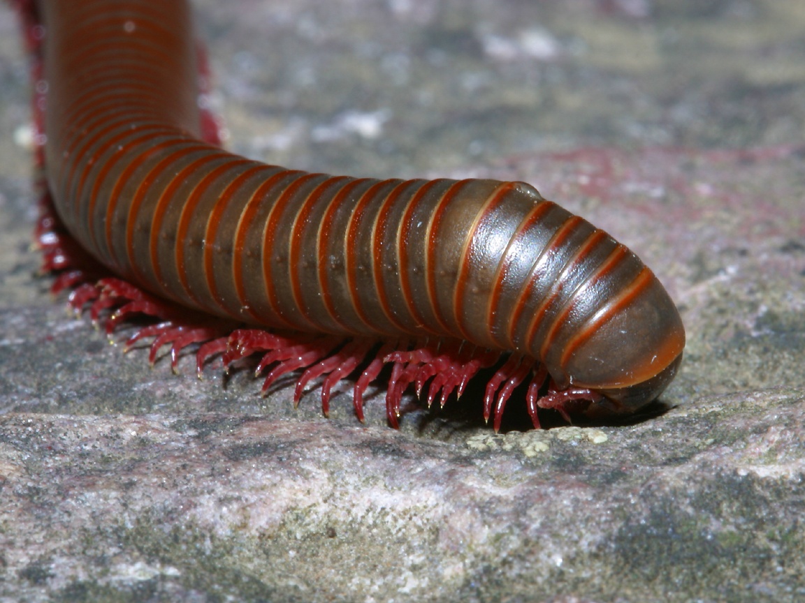Centipede And Millipede Images