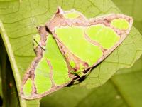 Agathia carissima photographed in January of 2009 using a Canon 50D camera and Canon 100mm f2.8 USM macro lens  (1/180th second, f27, ISO 200)