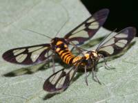 Ceryx sphenodes photographed at Lake Eachum in the Atherton Tablelands of Queensland, Australia, using a Canon D60 digital camera and Canon 100mm f2.8 USM macro lens