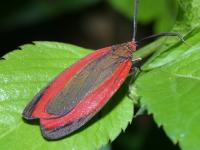 photographed in December of 2004 in Cuc Phuong national park using a Canon D60 digital camera and Canon 100mm f2.8 USM macro lens  (1/180th second, f19, ISO 100)