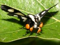 Alypia octomaculata photographed at Dead River in Northern Illinois using a Canon 10D digital camera and Canon 100mm f2.8 USM macro lens
