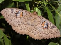 Erebus macrops photographed in January of 2009 using a Canon 50D camera and Canon 100mm f2.8 USM macro lens  (1/180th second, f19, ISO 200)
