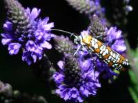Atteva punctella photographed at Dead River, northern Illinois, using a Canon D60 digital camera and Canon 100mm f2.8 USM macro lens  (1/180th second, f22, ISO 100)