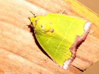 Paracrama latimargo photographed in May of 2007 using a Canon 5D camera and Canon 100mm f2.8 USM macro lens  (1/180th second, f22, ISO 200)