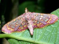 Ischnurges gratiosalis (aka Rhectothyris gratiosalis) photographed on the path to the Perfume Pagoda near Hanoi in December of 2004 using a Canon D60 digital camera and Canon 100mm f2.8 USM macro lens  (1/180th second, f22, ISO 100)