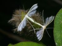 photographed in December of 2004 using a Canon D60 camera and Canon 100mm f2.8 USM macro lens  (1/180th second, f32, ISO 100)