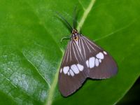 photograph on the island of Taveuni in January of 2003 using a Canon D60 digital camera and Canon 100mm f2.8 USM macro lens  (1/200th second, f22, ISO 100)