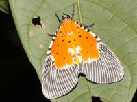 Peridrome orbicularis photographed in Kep national park in January of 2009 using a Canon 50D camera and Canon 100mm f2.8 USM macro lens  (1/125th second, f22, ISO 200)