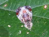 photographed in Cuc Phuong national park in December of 2004 using a Canon 10D camera and Canon 100-400mm lens set to 400mm  (1/200th second, f9.5, ISO 100)