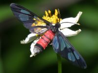 photographed near the Perfume Pagoda in December of 2004 using a Canon D60 digital camera and Canon 100mm f2.8 USM macro lens  (1/180th second, f19, ISO 100)