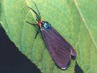 Ctenucha virginica