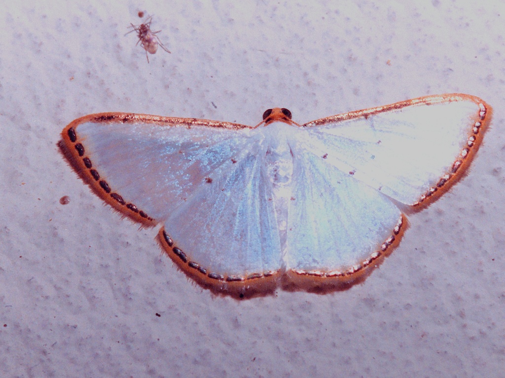 unidentified moth
