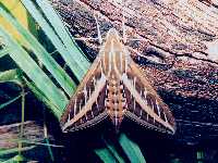 Hyles lineata photographed at Dead River, Illinois, using a Pentax MZ-5 and Pentax 100mm f2.8 macro lens