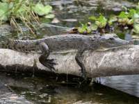 Crocodylus moreletii photographed in April of 2009 using a Canon 50D camera and Canon 100-400mm image stabilized lens set to 310mm  (1/250th second, f8, ISO 250)